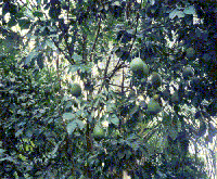 Pamplemousses du Laos